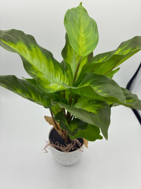 Sztuczny Kwiat w Doniczce – Calathea – Realistyczna Roślina 35cm